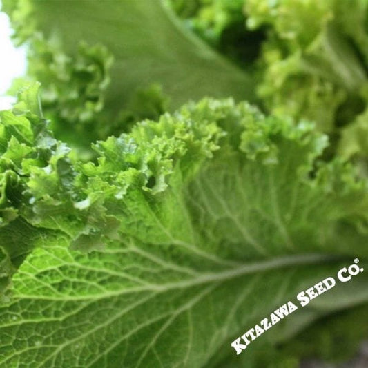 Mustard Seeds - Wasabi | Non-GMO Vegetable & Herb Gardening Seeds