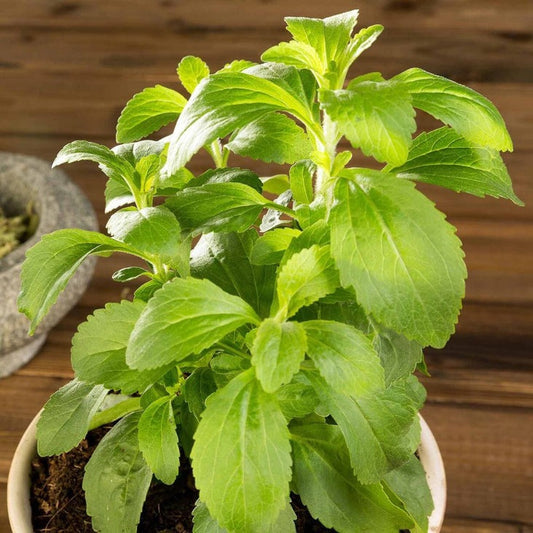 Stevia Sweet Herb Seeds | Garden Seeds Online