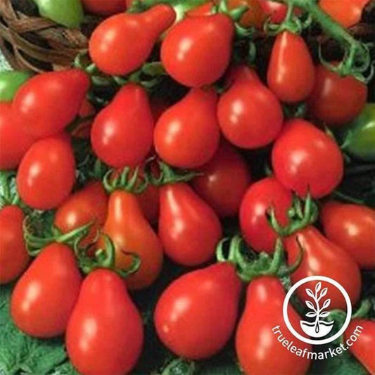 Tomato Seed | Red Pear