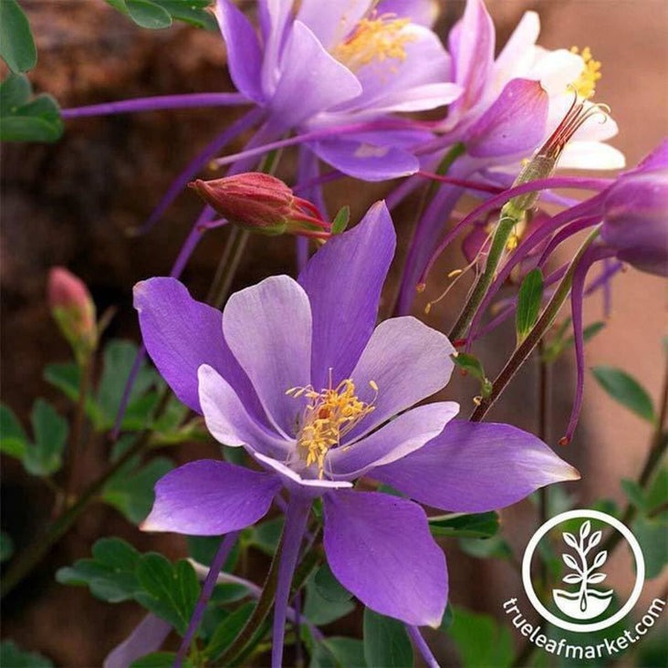 Dragonfly Mix Columbine Seeds | Perennial Flower & Wildflower Seeds