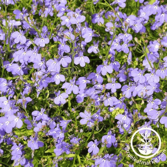 Lobelia Flower Garden Seeds - Regatta Series | Many Color Options