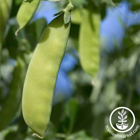 Oregon Giant Snow Pea Seeds | Non-GMO & Heirloom | Vegetable Gardening