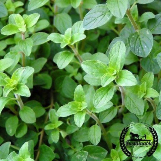 Organic Oregano Herb Seeds - Common Italian | Heirloom, Non-GMO Garden