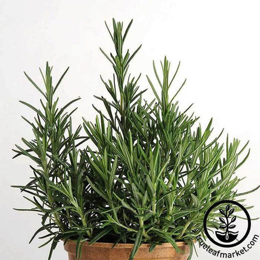 Rosemary Herb Seeds | Non-GMO, Heirloom Culinary Herbal Garden Seeds