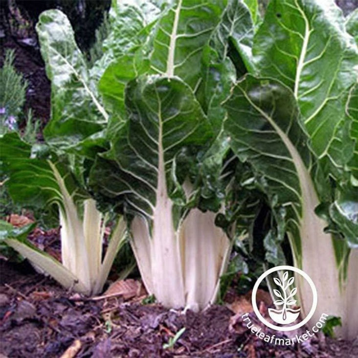 Swiss Chard Gardening Seeds - Lucullus | Heirloom, Non-GMO - Free S&H