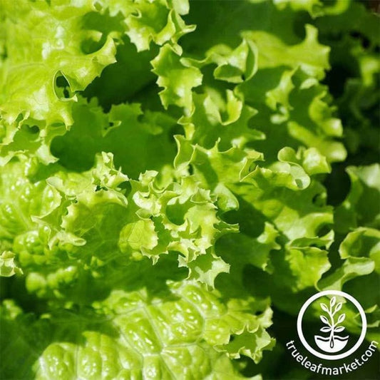 Heirloom Leaf Lettuce Seeds - Grand Rapids | Non-GMO Salad Greens Seed