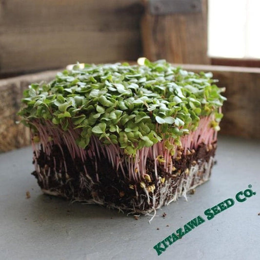 Radish Microgreens Seeds - Red Arrow | Colorful Micro Greens Seeds