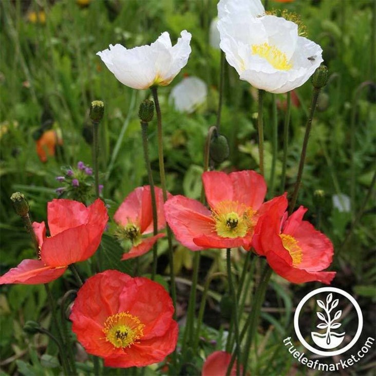 Iceland Poppy | Iceland Finest Mix