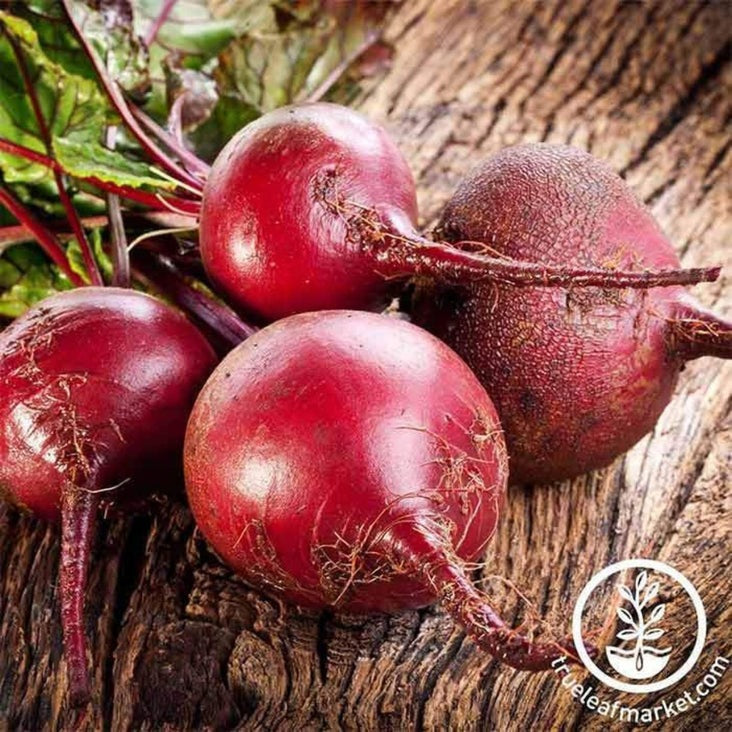 Bulls Blood Beet Garden Seeds | Vegetable Gardening, Non-GMO, Heirloom