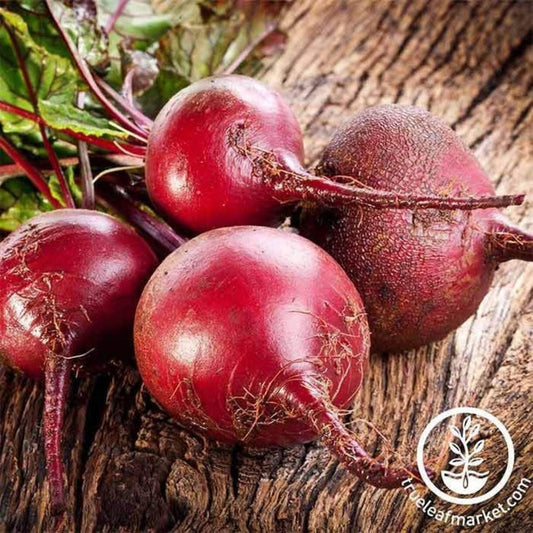Bulls Blood Beet Garden Seeds | Vegetable Gardening, Non-GMO, Heirloom