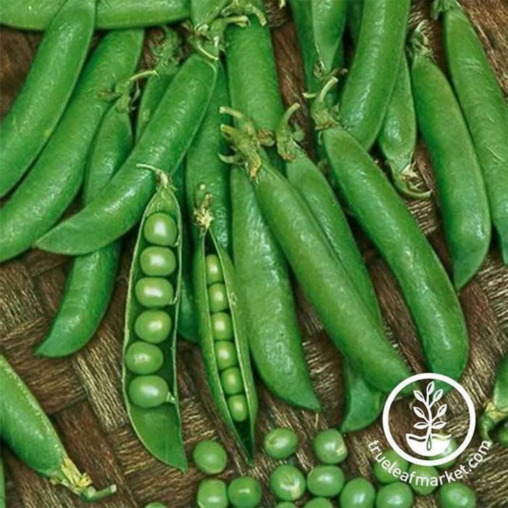 Treated Snap Pea Seeds - Sugar Sprint | Heirloom, Non-GMO - Free S&H