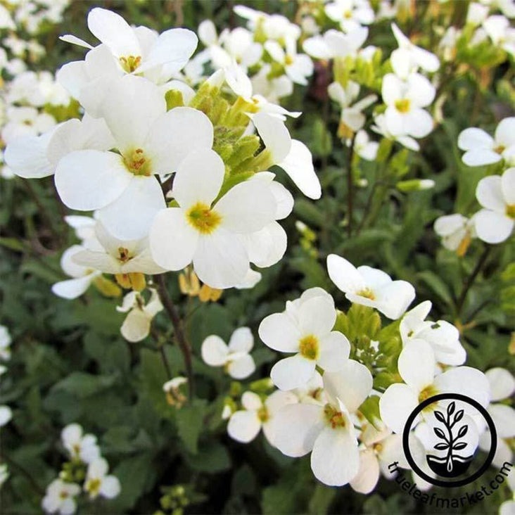 Arabis Seeds - Snow Cap | AKA: Rockcress, Mountain Rock, Wallcress