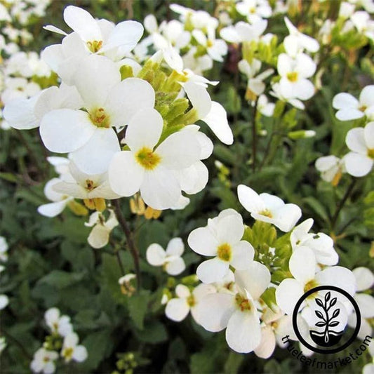 Arabis Seeds - Snow Cap | AKA: Rockcress, Mountain Rock, Wallcress