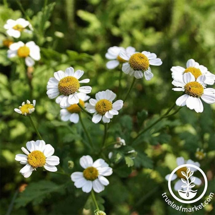 Non-GMO Feverfew Herb Garden Seeds | Open Pollinated - Medicinal Herb