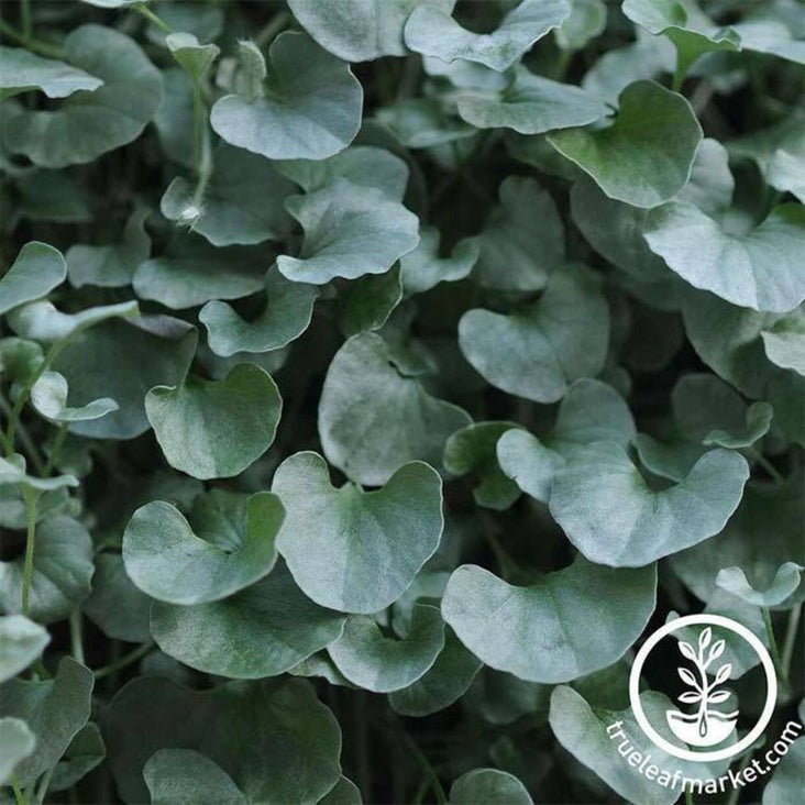 Dichondra Seeds - Silver Falls | AKA: Ponysfoot, Silver Nickel Vine