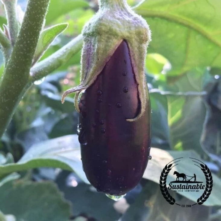 Certified Organic Long Purple Eggplant Seeds | Buy Non-GMO Garden Seed