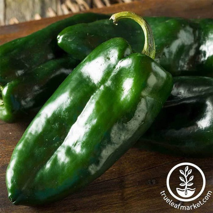 Hot Pepper Seeds - Ancho Grande | Buy Heirloom Vegetable Garden Seeds