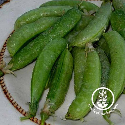 Sugar Ann Snap Peas: Vegetable Garden Seeds by MVS