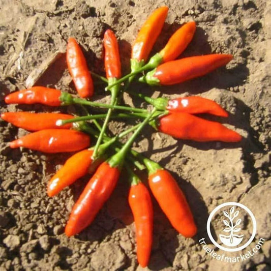 Non-GMO, Heirloom Hot Pepper Seeds | Tabasco - Gardening Seeds