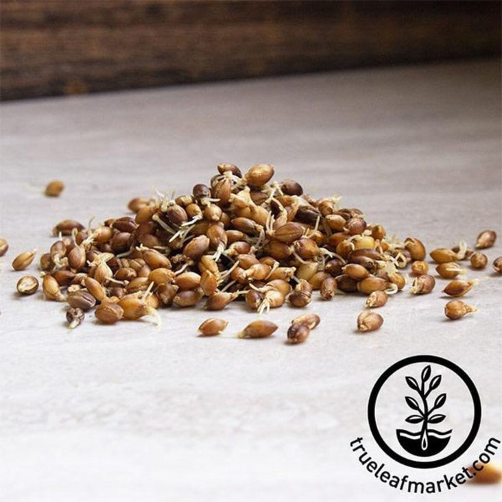 Purple Hulless Barley | Certified Organic Sprouting Seeds - Non-GMO