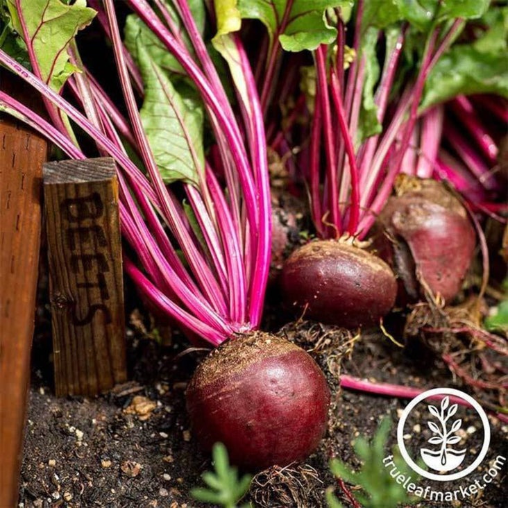 Red Ace Hybrid Beet Seeds | Vegetable and Micro Green - Packet to Bulk