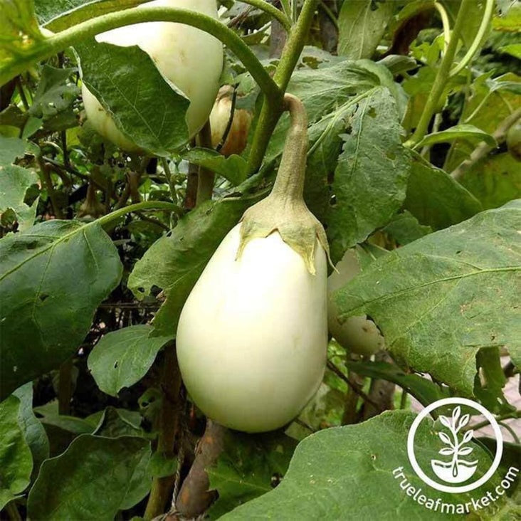 Eggplant Gardening Seeds - Gretel Hybrid | Vegetable Garden Seeds