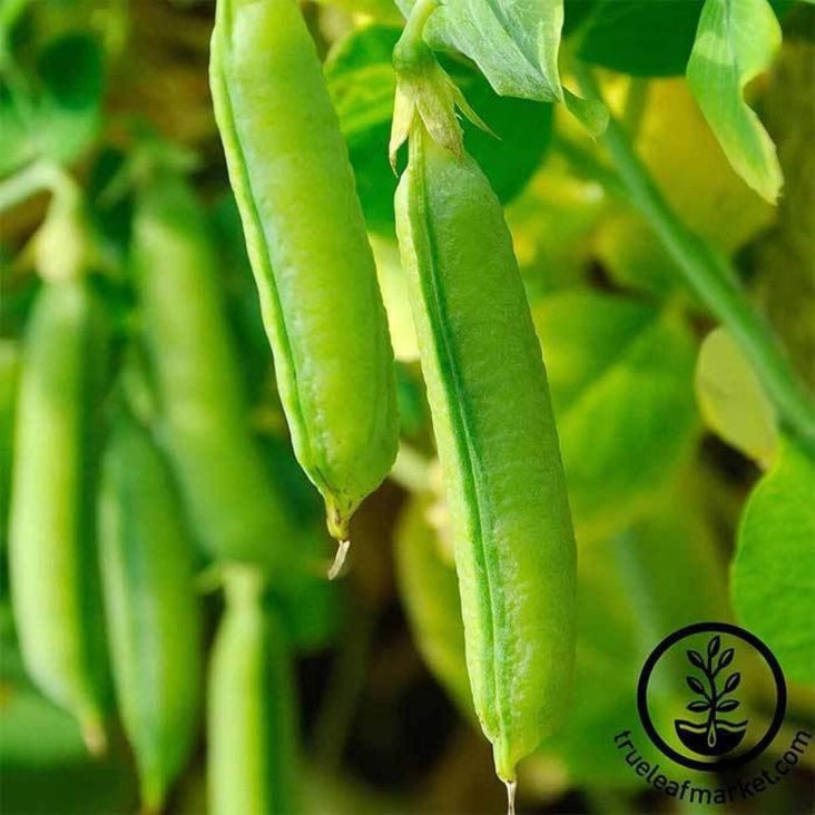 Heirloom Sugar Snap Pea Garden Seeds - Non-GMO Vegetable Garden Seeds