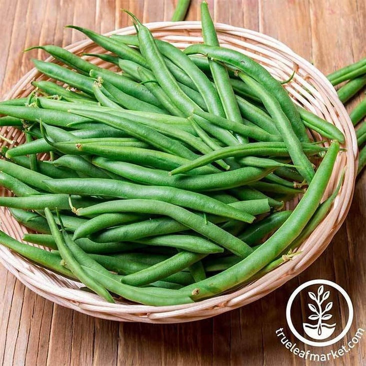 Harvester Bush Bean Vegetable Gardening Seeds from MVS