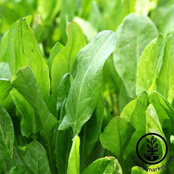 Heirloom Sorrel Seeds - Large Leaf | Non-GMO Herb Garden Seeds - Herbs
