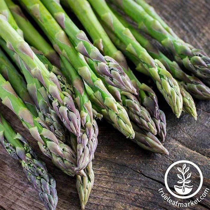 Non-GMO Asparagus Garden Seeds - Mary Washington | Heirloom, Perennial