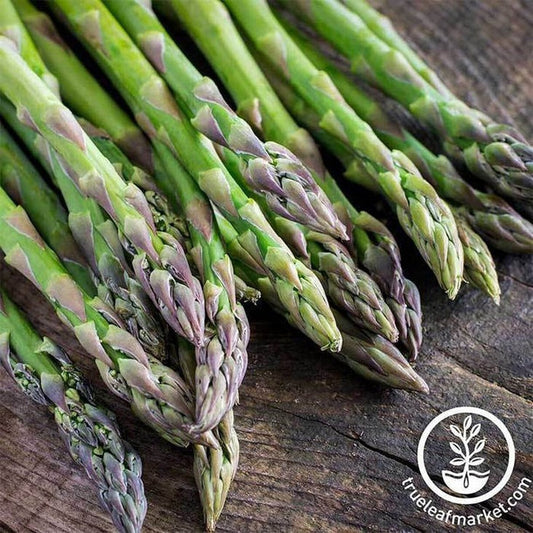 Non-GMO Asparagus Garden Seeds - Mary Washington | Heirloom, Perennial