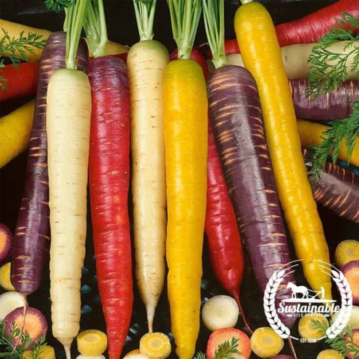 Certified Organic Rainbow Blend Carrot Seeds | Non-GMO Vegetable Seeds
