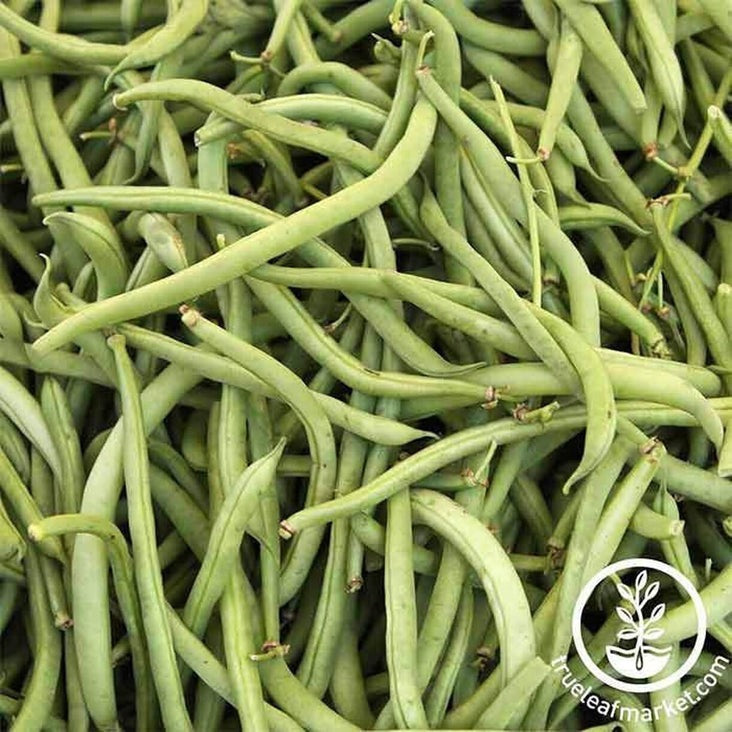 Topcrop Bush Bean Seed | Vegetable Gardening Seed
