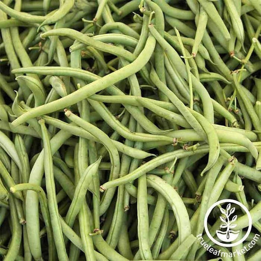 Topcrop Bush Bean Seed | Vegetable Gardening Seed