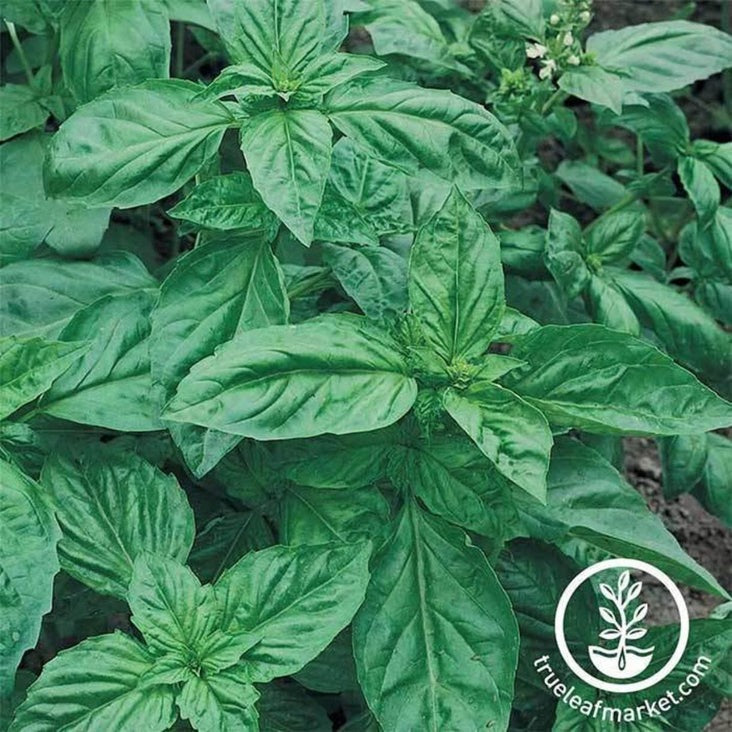 Non-GMO Genovese Basil | Genovese Basil Garden Seeds