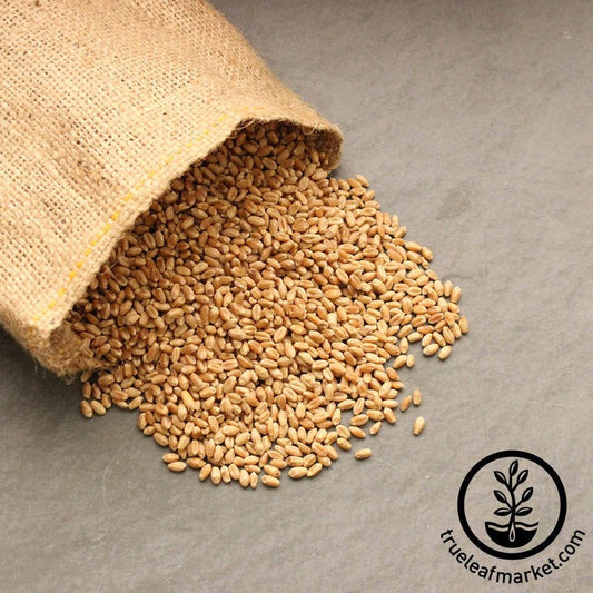 Organic Wheatgrass Seeds | Sprouting - Non-GMO Wheat Grass & Cat Grass