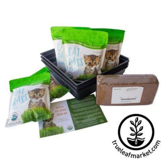 Dog & Cat Pet Wheat Grass Kit | Ornamental Grass - Grow Wheatgrass