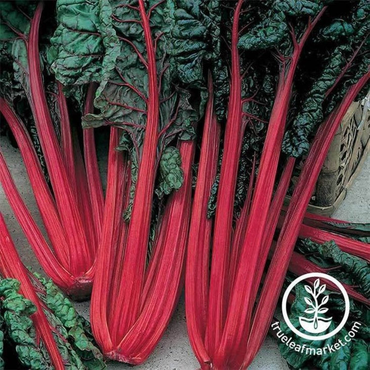 Swiss Chard Garden Seed - Ruby Red | Non-GMO, Heirloom Vegetable Seeds