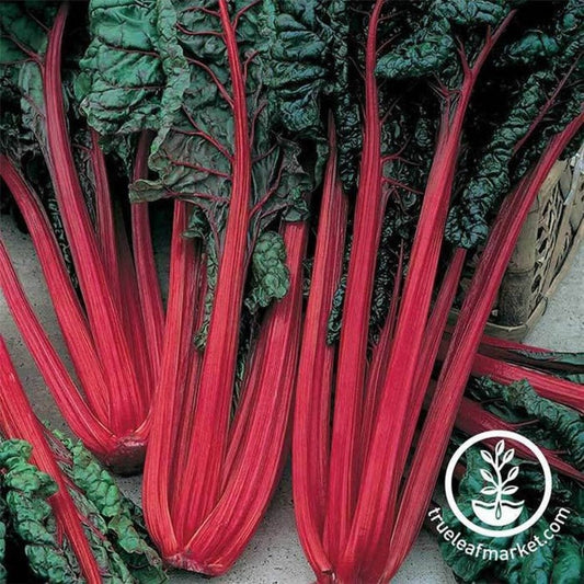 Swiss Chard Garden Seed - Ruby Red | Non-GMO, Heirloom Vegetable Seeds