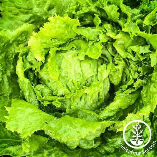 Heirloom Crisphead Lettuce Garden Seeds - Hanson Improved | Non-GMO