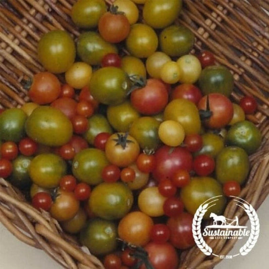 Organic Tomato Seed | Rainbow Cherry Mix