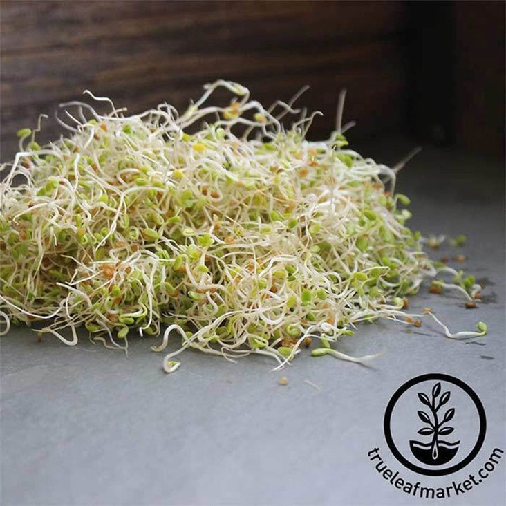 Organic Red Clover Sprouts & Organic Clover Sprouting Seeds