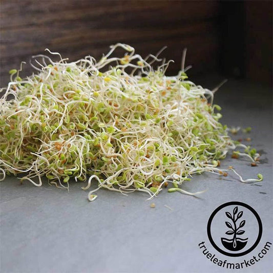 Organic Red Clover Sprouts & Organic Clover Sprouting Seeds