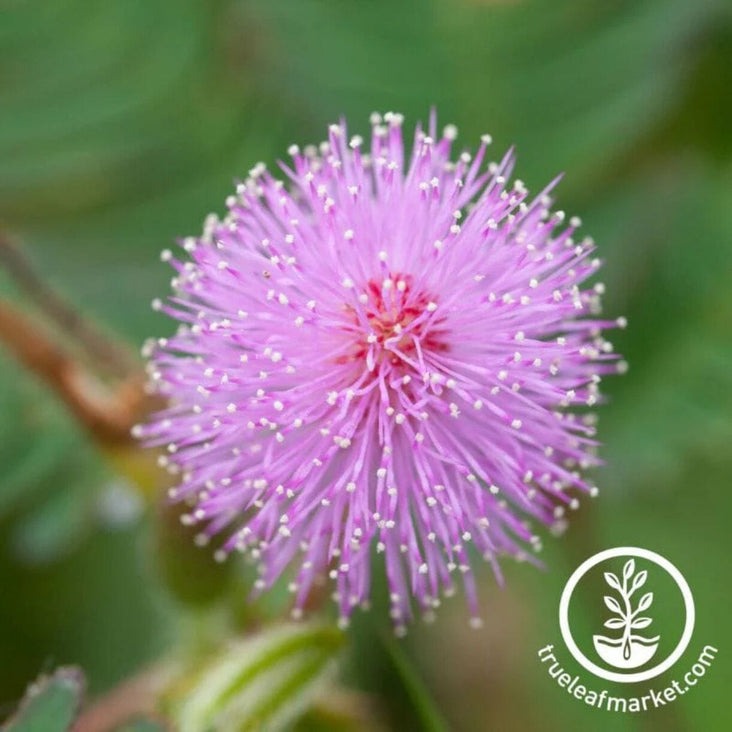 Mimosa Flower Seeds - Sensitive Plant | Ornamental House Plant Seeds