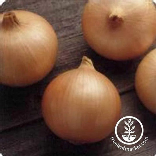 Onion Garden Seeds - Candy Hybrid | Vegetable Gardening - Free S&H