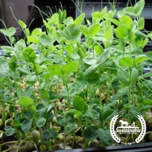 Organic Green Pea Microgreens Seeds | Grow Pea Shoots & Sprouts