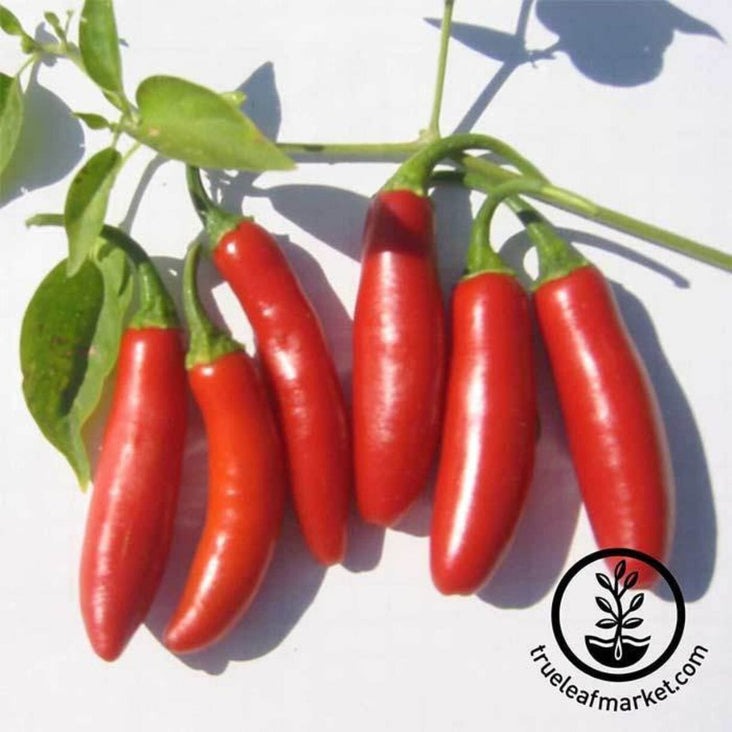 Heirloom Hot Pepper Seeds - Serrano Tampiqueno | Buy Non-GMO Seeds
