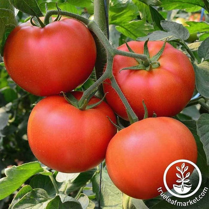 Tomato Garden Seeds - Big Beef Hybrid | Buy Discount Gardening Seeds