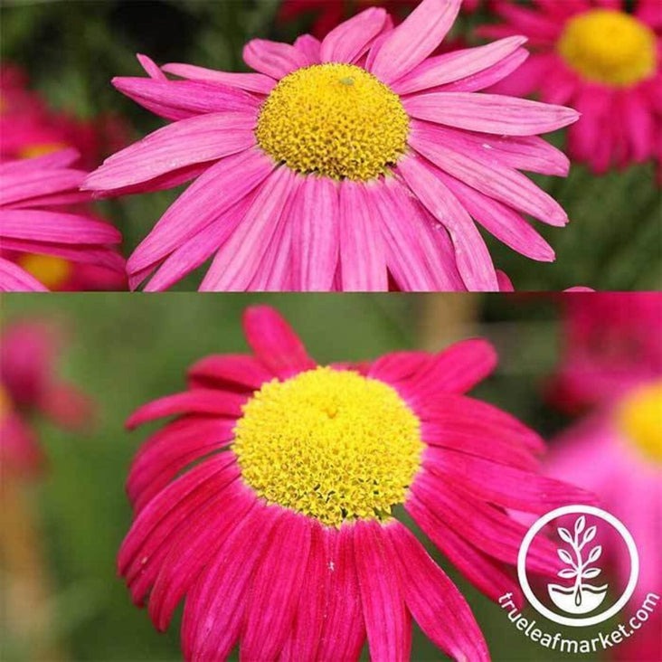 Pyrethrum Flower Garden Seed - Robinson's Mixture | AKA: Painted Daisy