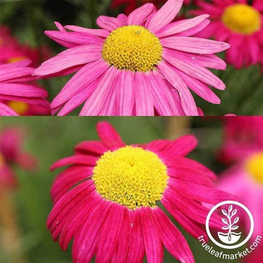 Pyrethrum Flower Garden Seed - Robinson's Mixture | AKA: Painted Daisy